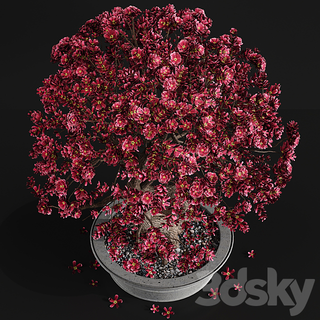 Bonsai plant 3DSMax File - thumbnail 2