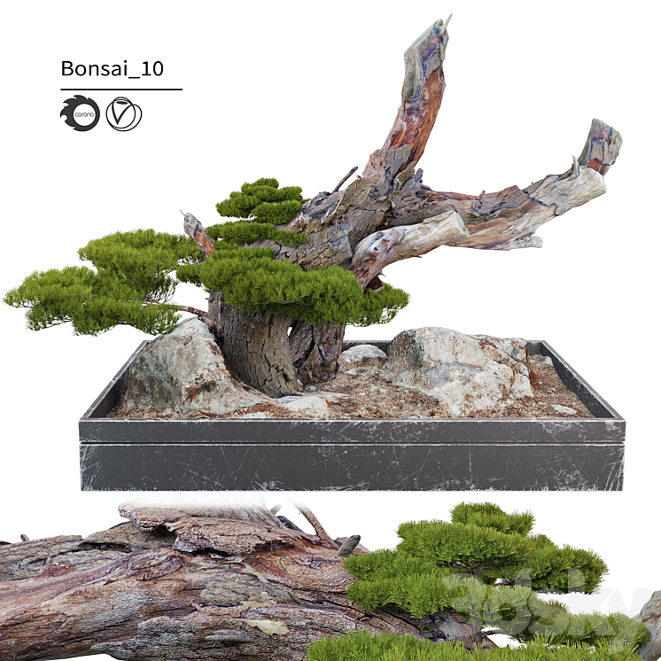 Bonsai plant_10 3DS Max Model - thumbnail 3