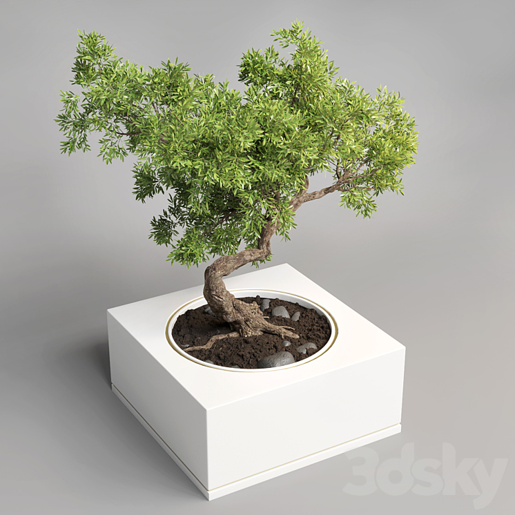 bonsai pot concrete vase 3DS Max Model - thumbnail 1