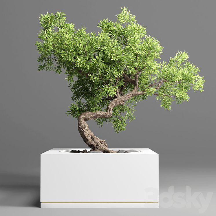 bonsai pot concrete vase 3DS Max Model - thumbnail 2