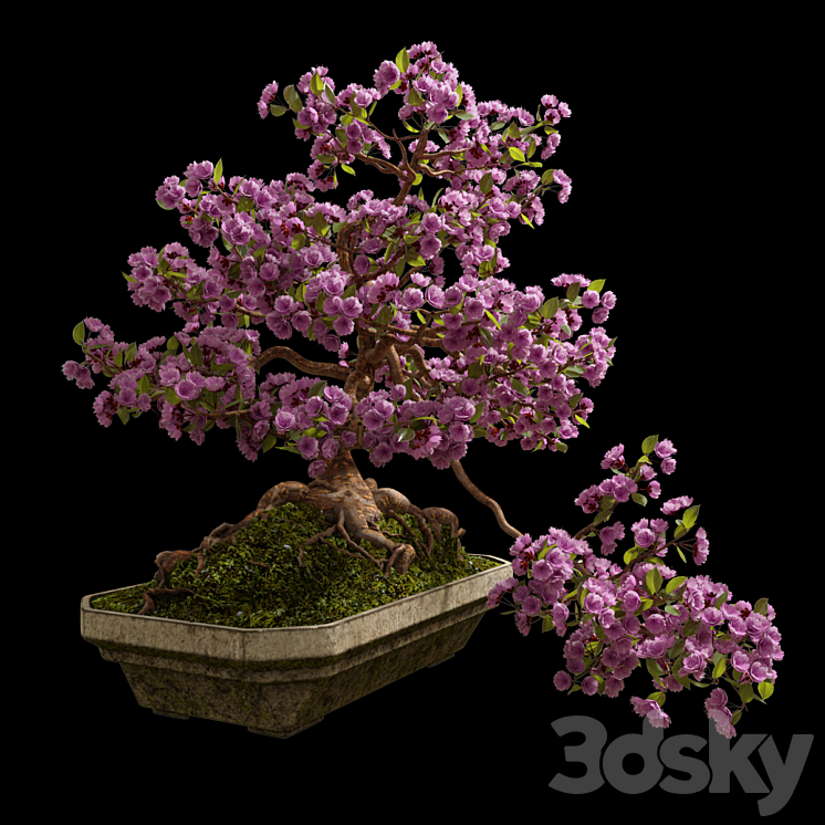 Bonsai Sakura 3DS Max - thumbnail 1