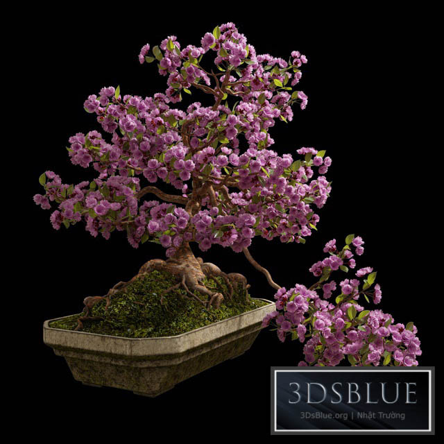 Bonsai Sakura 3DS Max - thumbnail 3