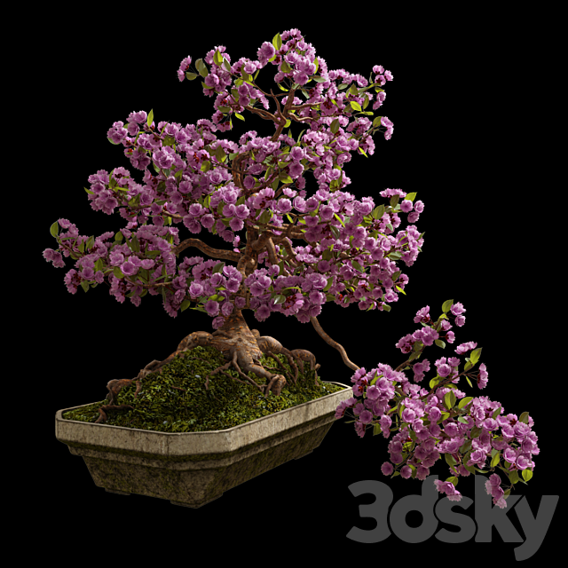 Bonsai Sakura 3DSMax File - thumbnail 1