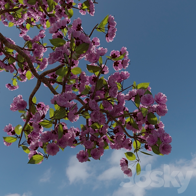 Bonsai Sakura 3DSMax File - thumbnail 3