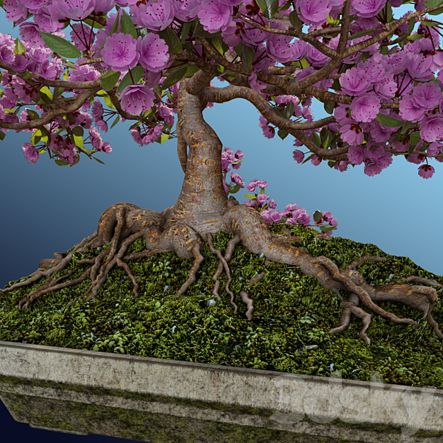 Bonsai Sakura 3DSMax File - thumbnail 5