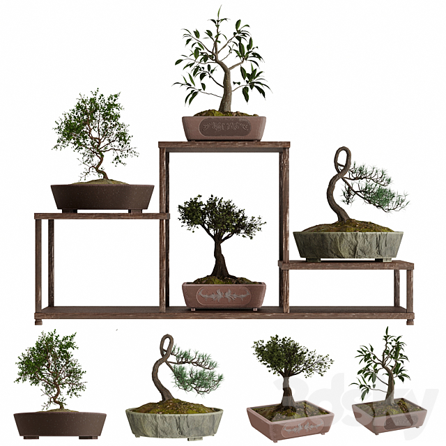 Bonsai set 3DSMax File - thumbnail 1