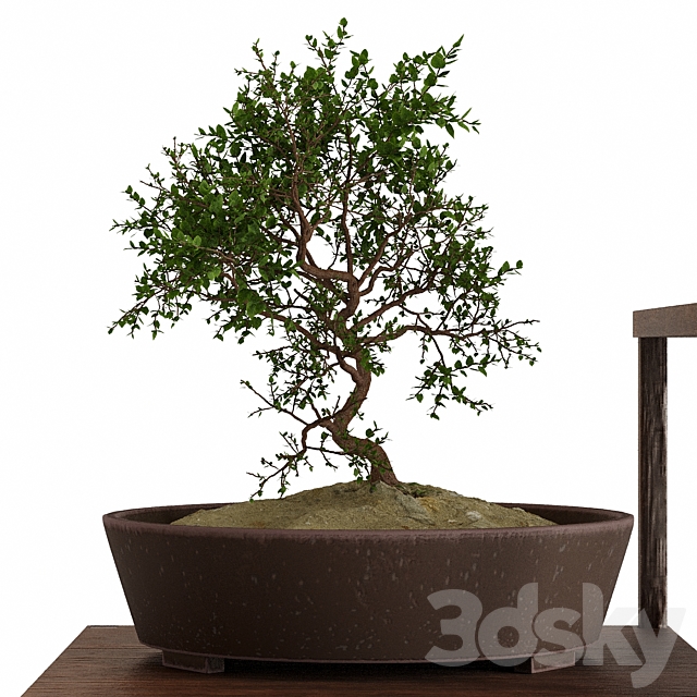 Bonsai set 3DSMax File - thumbnail 4