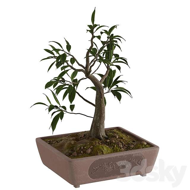 Bonsai set 3DSMax File - thumbnail 6