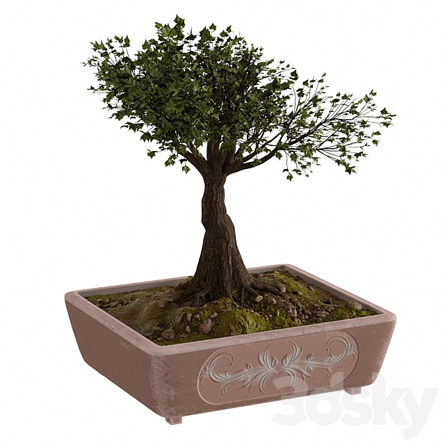 Bonsai set 3DSMax File - thumbnail 7