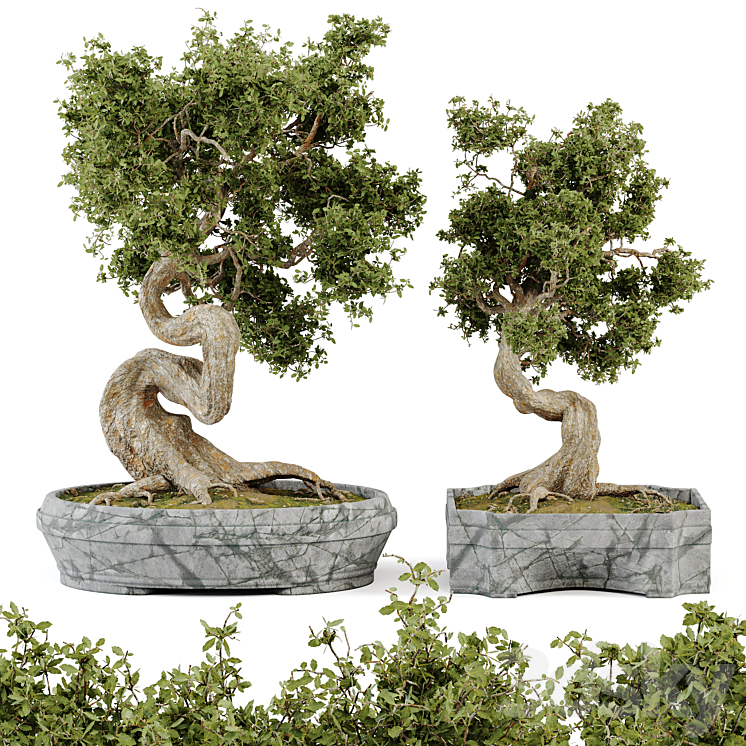 Bonsai Set Vol.01 3DS Max Model - thumbnail 1