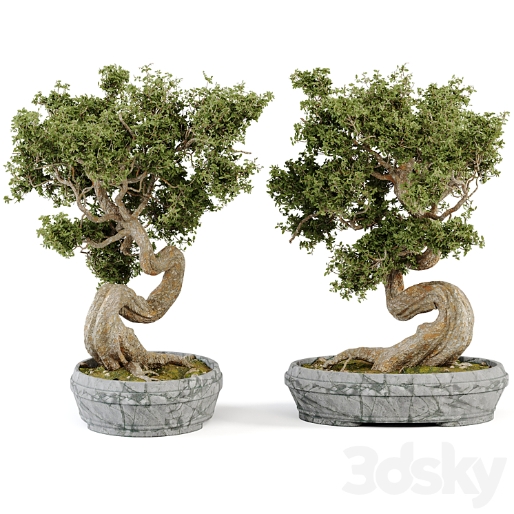 Bonsai Set Vol.01 3DS Max Model - thumbnail 2