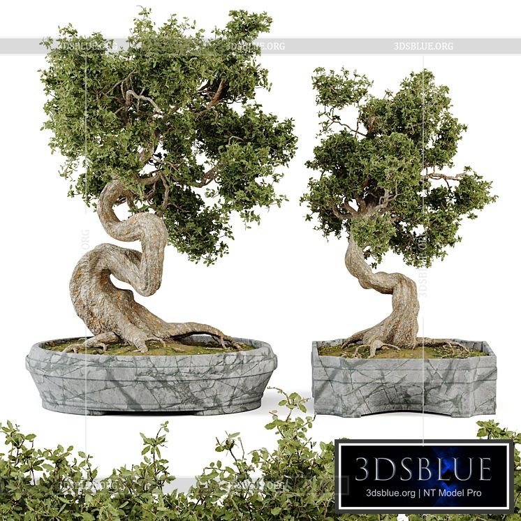 Bonsai Set Vol.01 3DS Max - thumbnail 3