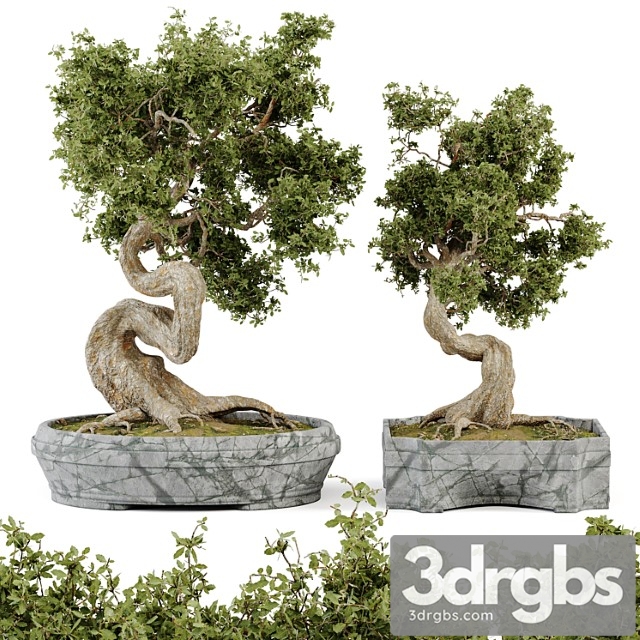 Bonsai set vol.01 - thumbnail 1