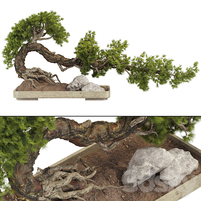 Bonsai Tree 229 3ds Max - thumbnail 1