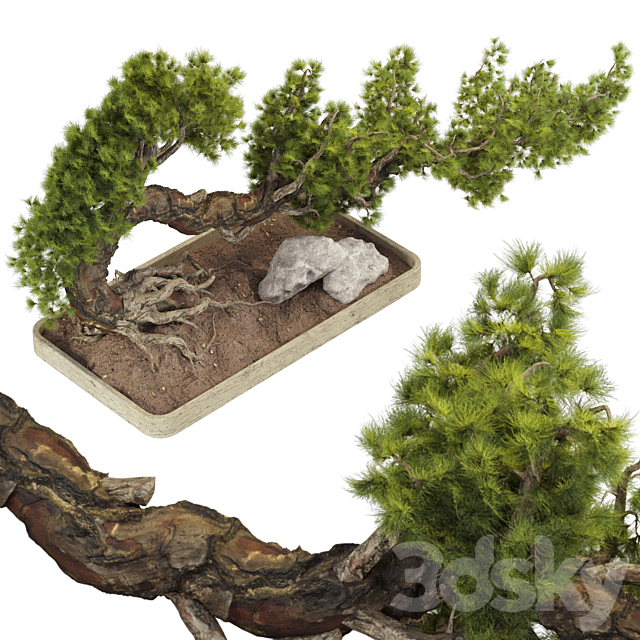 Bonsai Tree 229 3ds Max - thumbnail 2