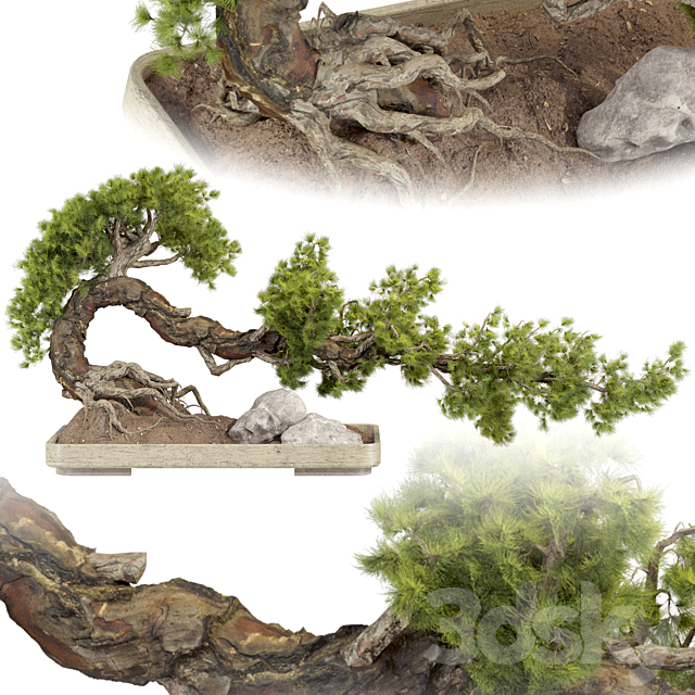 Bonsai Tree 229 3ds Max - thumbnail 3