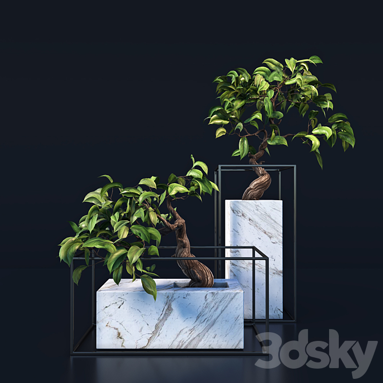 bonsai Tree 3DS Max - thumbnail 1