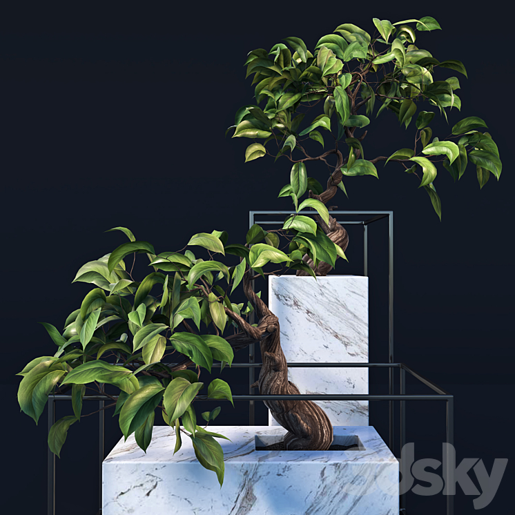 bonsai Tree 3DS Max - thumbnail 2