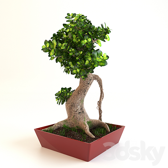 Bonsai Tree 3DSMax File - thumbnail 1