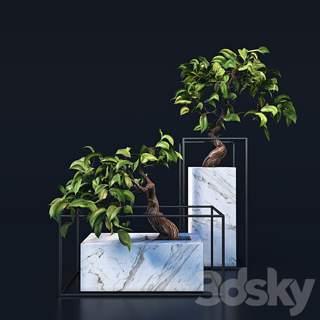 bonsai Tree 3DSMax File - thumbnail 1