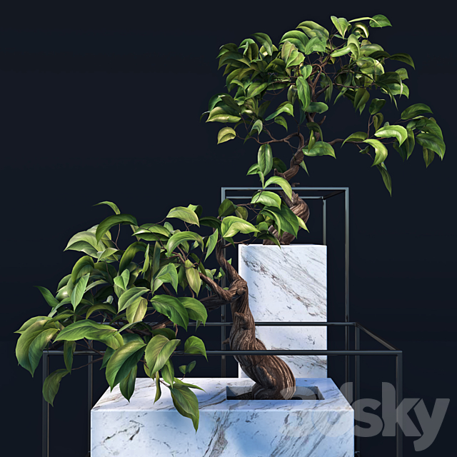 bonsai Tree 3DSMax File - thumbnail 2