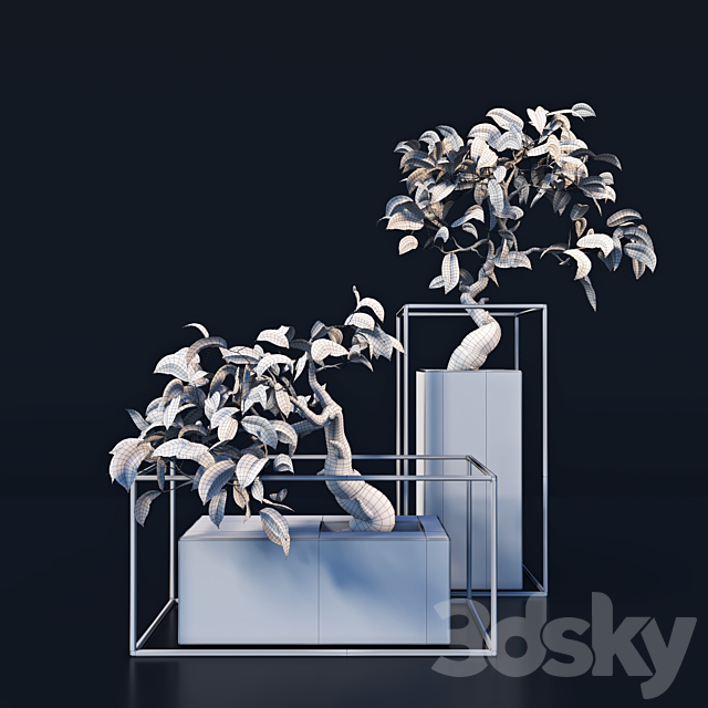 bonsai Tree 3DSMax File - thumbnail 3