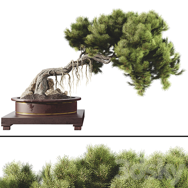 Bonsai tree 58 3DSMax File - thumbnail 1