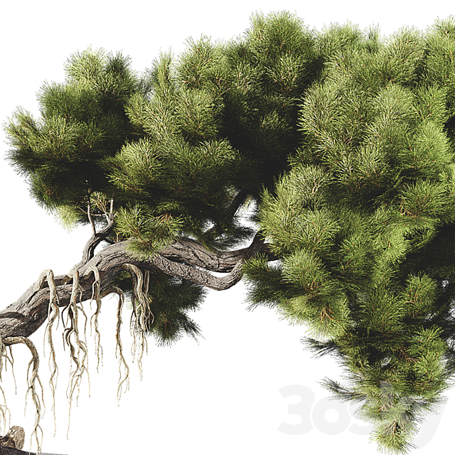 Bonsai tree 58 3DSMax File - thumbnail 3