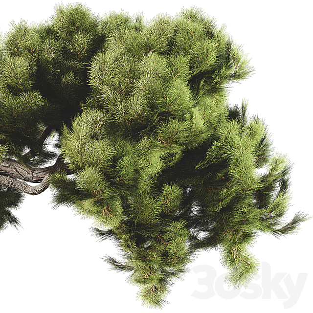 Bonsai tree 58 3DSMax File - thumbnail 4