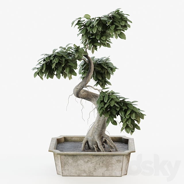 Bonsai tree ficus 3DS Max Model - thumbnail 1