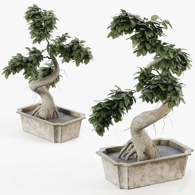 Bonsai tree ficus 3DS Max Model - thumbnail 2