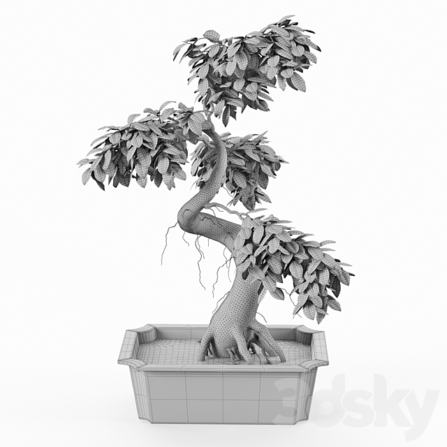 Bonsai tree ficus 3DS Max Model - thumbnail 3