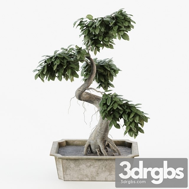 Bonsai tree ficus - thumbnail 1