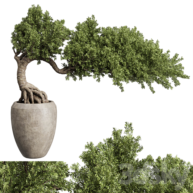 Bonsai Tree in an old concrete vase indoor plant 356 3DSMax File - thumbnail 1