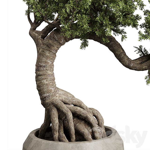 Bonsai Tree in an old concrete vase indoor plant 356 3DSMax File - thumbnail 4