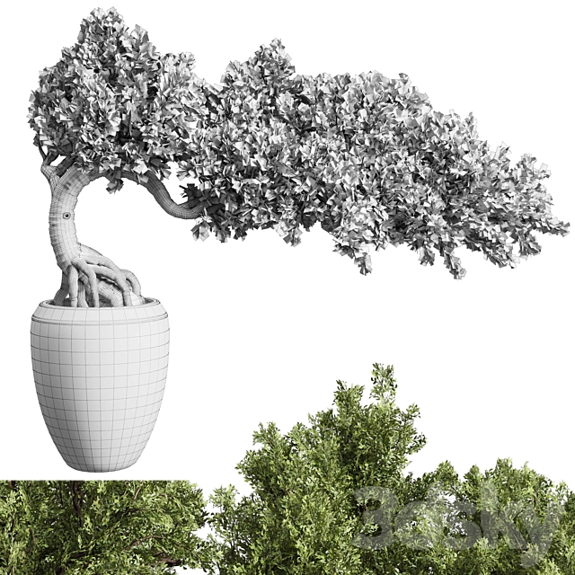 Bonsai Tree in an old concrete vase indoor plant 356 3DSMax File - thumbnail 5