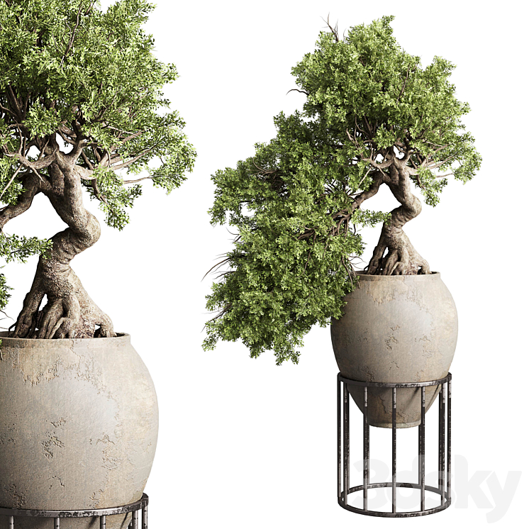 Bonsai tree in an old earthenware vase indoor plant 343 3DS Max Model - thumbnail 1