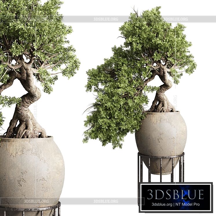 Bonsai tree in an old earthenware vase indoor plant 343 3DS Max - thumbnail 3