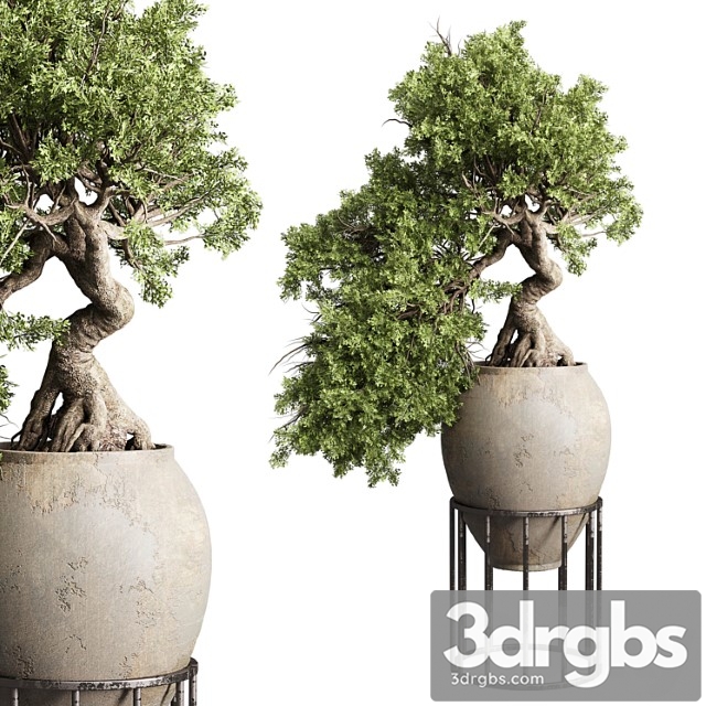 Bonsai Tree In An Old Earthenware Vase Indoor Plant 343 3dsmax Download - thumbnail 1