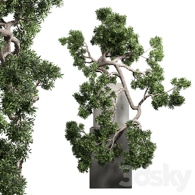 bonsai tree vase old concrete dirt pot 3DS Max Model - thumbnail 2