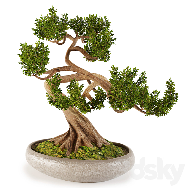 Bonsai w01 3DS Max Model - thumbnail 2