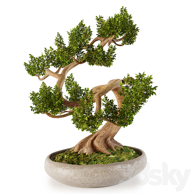 Bonsai w01 3DS Max Model - thumbnail 3