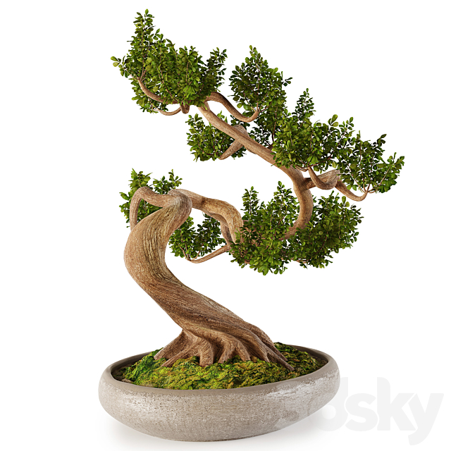 Bonsai w01 3DS Max Model - thumbnail 4