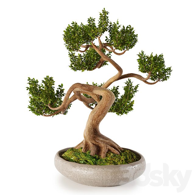 Bonsai w01 3DS Max Model - thumbnail 5