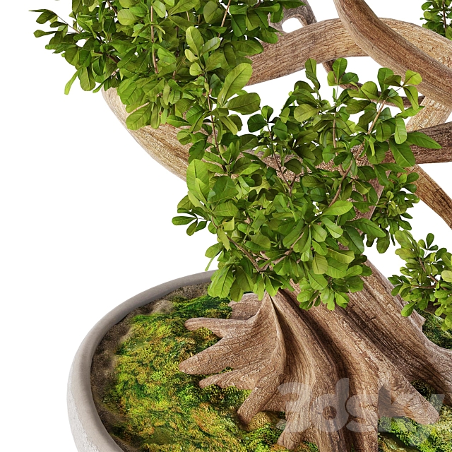 Bonsai w01 3DS Max Model - thumbnail 6