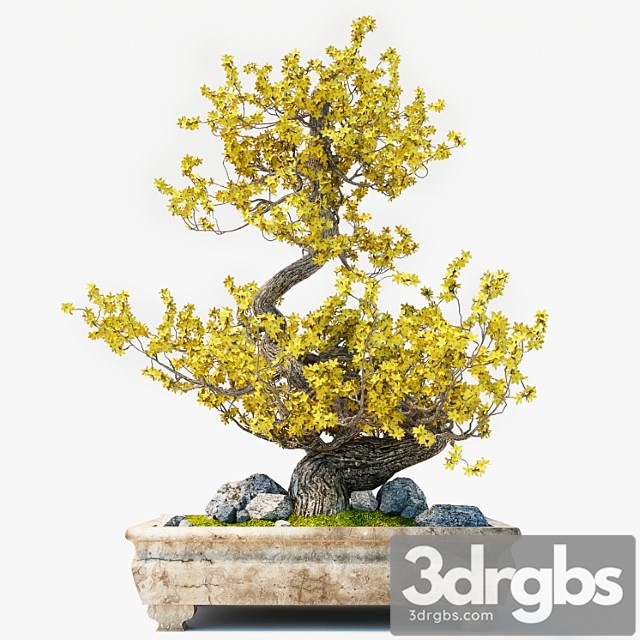 Bonsai Yellow 3dsmax Download - thumbnail 1