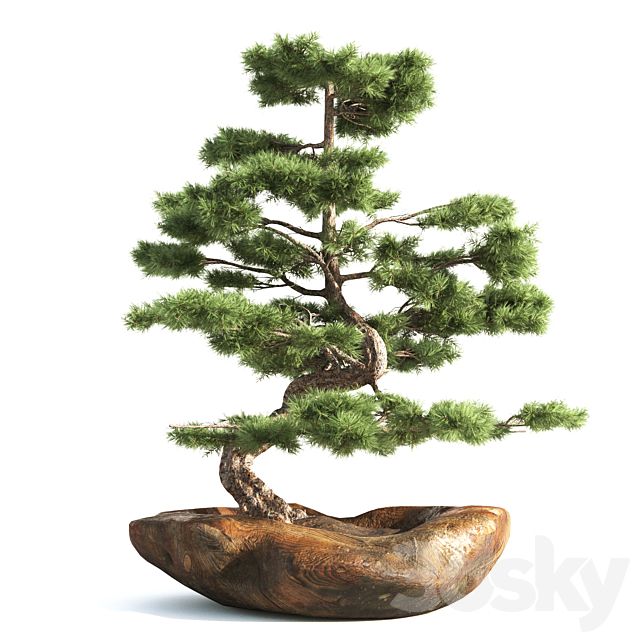 bonsai03 3DSMax File - thumbnail 1