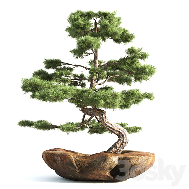 bonsai03 3DSMax File - thumbnail 2