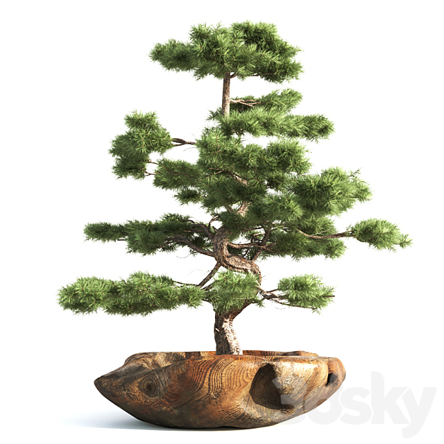 bonsai03 3DSMax File - thumbnail 3