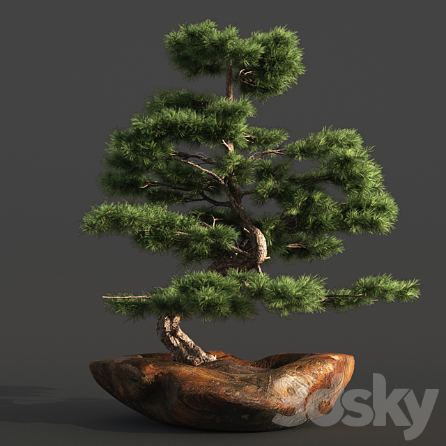 bonsai03 3DSMax File - thumbnail 5